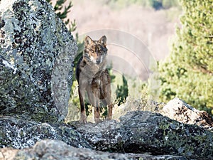 Iberian wolf Canis lupus signatus over a rock
