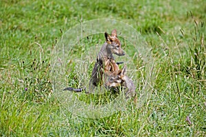 Iberian Wolf, canis lupus signatus, Pups