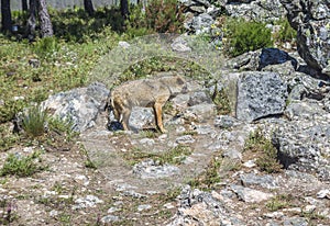 Iberian wolf. Canis lupus signatus. photo