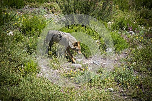 Iberian wolf. Canis lupus signatus. photo