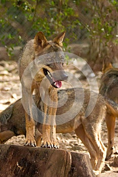 Iberian wolf (Canis lupus signatus) standing on a tree stump with its pack in the background