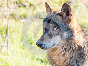 Iberian wolf Canis lupus signatus in summer