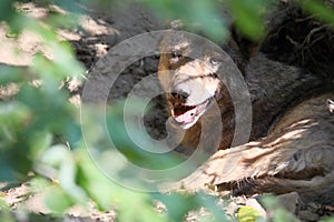 Iberian wolf, Canis lupus signatus, is threatened with extinction