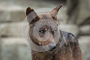 Iberian wolf Canis lupus signatus. photo