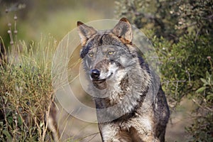 Iberian wolf photo