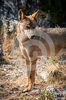 Iberian wolf with closed eyes photo