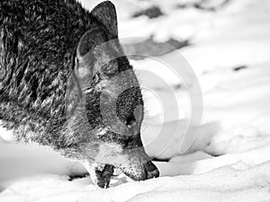 Iberian wolf eating snow