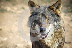 Iberian wolf photo