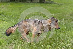 Iberian wolf flagging