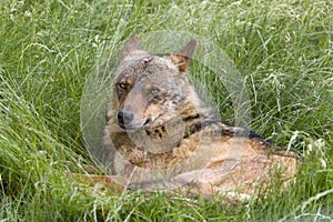 Iberian wolf in grass