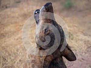 Iberian wolf howling in summer