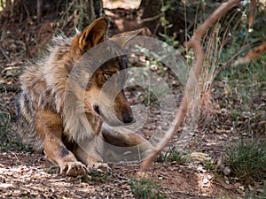 Iberian wolf lying down in the forest