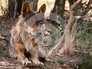 Iberian wolf lying down in the forest