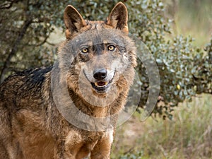 Iberian wolf portrait Canis lupus signatus