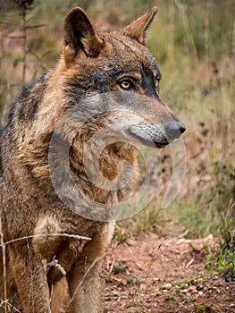 Iberian wolf portrait Canis lupus signatus