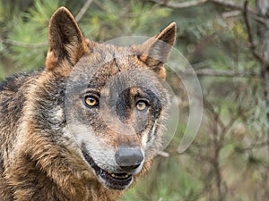 Iberian wolf portrait Canis lupus signatus