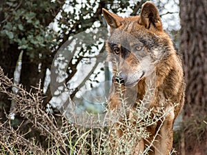 Iberian wolf portrait Canis lupus signatus