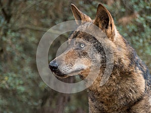 Iberian wolf portrait Canis lupus signatus