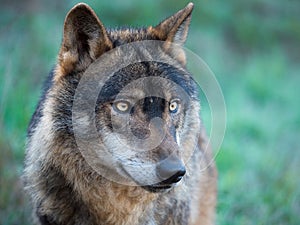 Iberian wolf portrait Canis lupus signatus