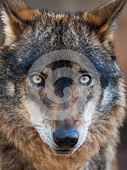 Iberian wolf portrait Canis lupus signatus