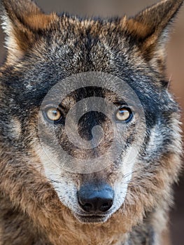 Iberian wolf portrait Canis lupus signatus photo