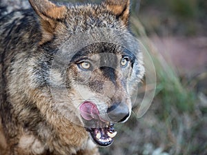 Iberian wolf portrait showing his tongue Canis lupus signatus