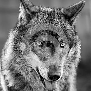 Iberian wolf portrait showing his tongue Canis lupus signatus