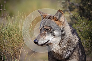 Iberian wolf photo