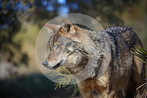 Iberian wolf photo