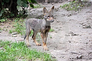 Iberian wolf pup photo