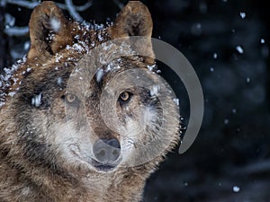 Iberian wolf in the snow in the forest in winter