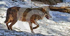 Iberian wolf in the snowy woods of a Lacuniacha Piedrafita Wildlife Park in winter