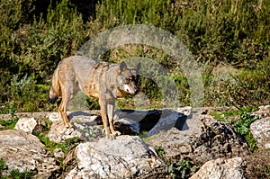 Iberian wolf standing on a rock, Canis Lupus Signatus.