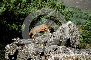 Iberian wolf walking on a rock, Canis Lupus Signatus.
