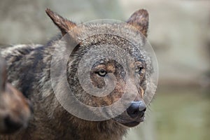 Iberian wolf (Canis lupus signatus). photo