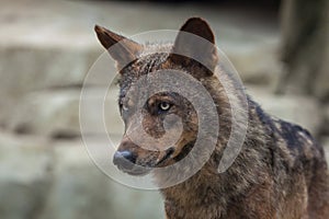 Iberian wolf (Canis lupus signatus). photo