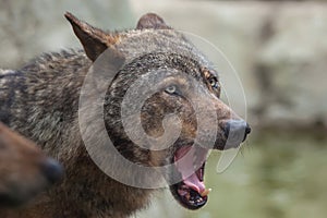 Iberian wolf (Canis lupus signatus). photo