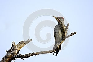 The Iberian woodpecker, or simply Iberian woodpecker, is a species of piciform bird of the Picidae family.