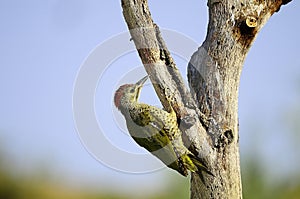 The Iberian woodpecker, or simply Iberian woodpecker, is a species of piciform bird of the Picidae family.