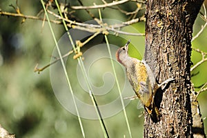 The Iberian woodpecker, or simply Iberian woodpecker, is a species of piciform bird of the Picidae family.