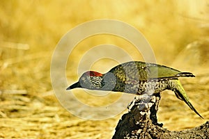 The Iberian woodpecker, or simply Iberian woodpecker, is a species of piciform bird of the Picidae family.