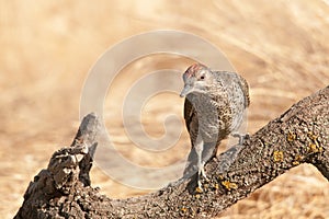 The Iberian woodpecker, or simply Iberian woodpecker, is a species of piciform bird of the Picidae family.