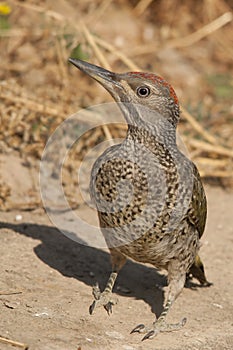 The Iberian woodpecker, or simply Iberian woodpecker, is a species of piciform bird of the Picidae family.