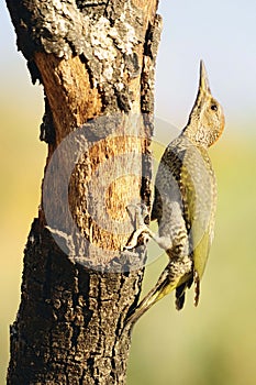 The Iberian woodpecker, or simply Iberian woodpecker, is a species of piciform bird of the Picidae family.