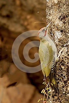 The Iberian woodpecker, or simply Iberian woodpecker, is a species of piciform bird of the Picidae family.