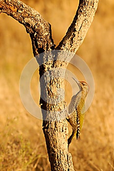 The Iberian woodpecker, or simply Iberian woodpecker, is a species of piciform bird of the Picidae family.