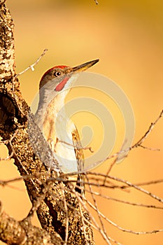 The Iberian woodpecker, or simply Iberian woodpecker, is a species of piciform bird of the Picidae family.