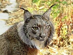 Iberic Lynx, Lince Iberico photo