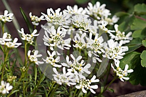 Iberis Sempervirens Candytuft