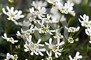 Iberis Sempervirens Candytuft